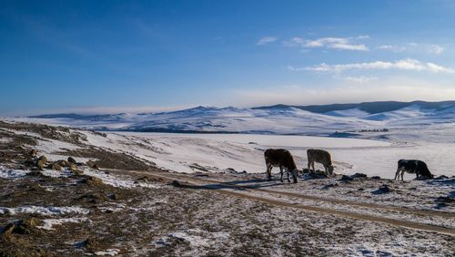Horse on snow covered landscape