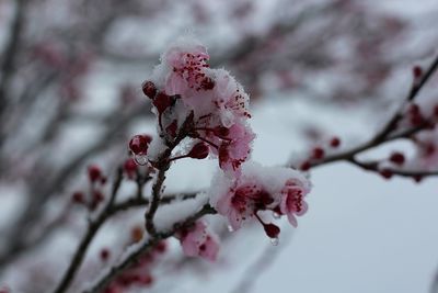 Close-up of frozen flowers on tree during winter