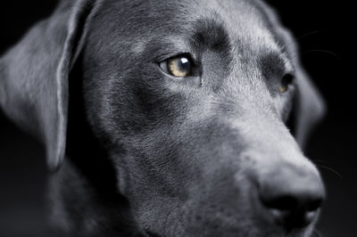 Close-up of black labrador looking away against dark background