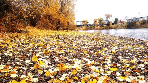 Autumn leaves falling on plants against sky