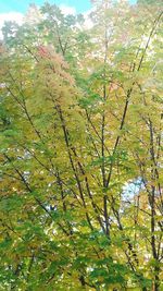 Low angle view of trees in forest