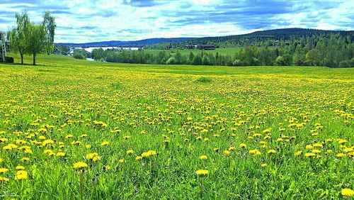 Scenic view of field against sky