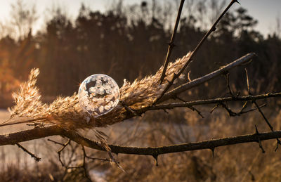 Close-up of plant on tree