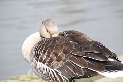 Close-up of goose preening by lake