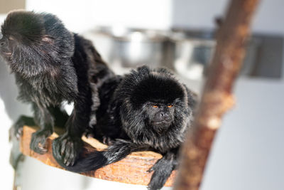 Close-up of a monkey