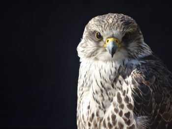 Close-up portrait of eagle against black background