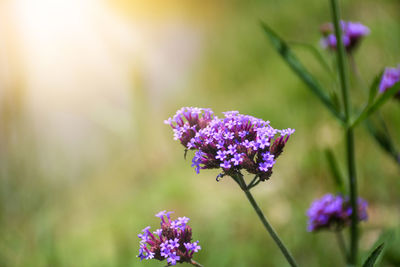 Close-up of purple flowering plant