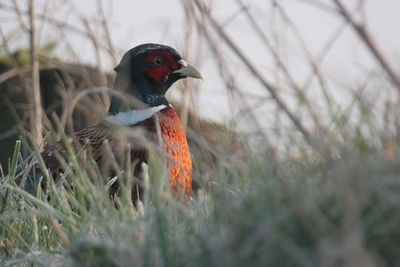 Bird on grass