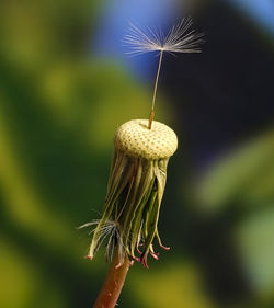Close-up of dandelion on plant