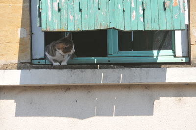 Cat sitting on window