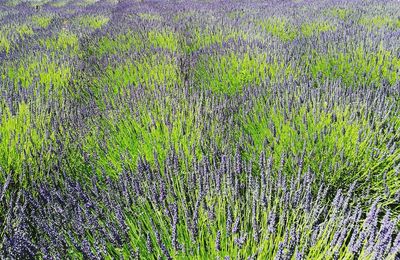 Full frame shot of plants growing in field