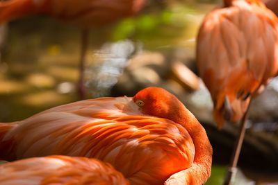 Close-up of birds