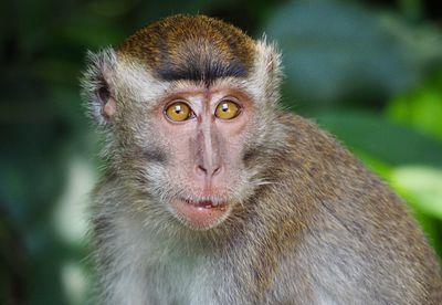 Close-up portrait of pug