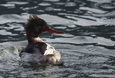 Close-up of duck swimming in lake