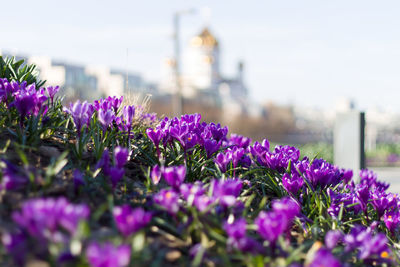 Close-up of purple flowering plants against sky
