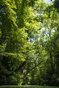 Low angle view of trees