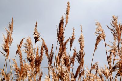 Crop growing in field