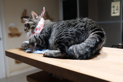 Cat lying on table at home