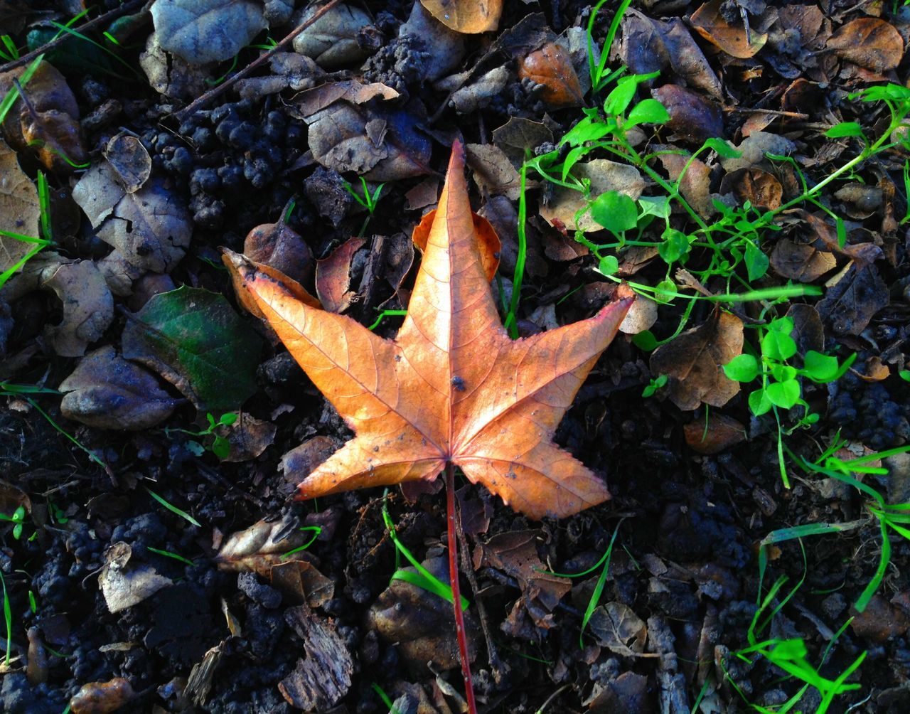 leaf, autumn, change, season, dry, leaves, maple leaf, fallen, nature, leaf vein, close-up, high angle view, natural pattern, fragility, natural condition, wet, beauty in nature, tranquility, field, orange color