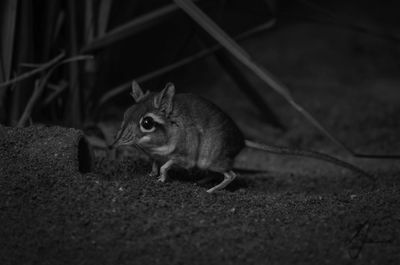 Close-up of squirrel on grass