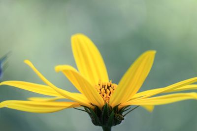 Close-up of yellow flowering plant