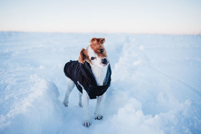 Cute jack russell dog wearing coat in snowy mountain. pets and sports in nature.winter season