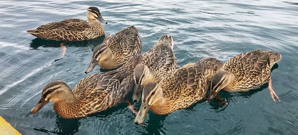 High angle view of mallard duck swimming in lake