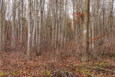 View of trees in forest