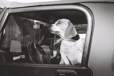 Dog looking through car window
