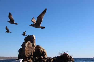 Low angle view of seagulls flying over sea against clear blue sky