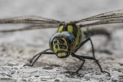 Close-up of insect