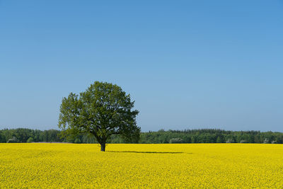 Scenic view of rapeseed field against clear blue sky and lonely tree