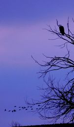 Low angle view of bird flying against clear sky