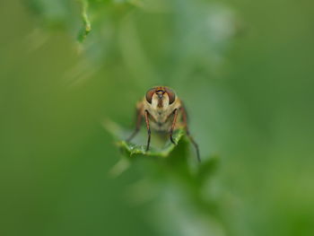 Close-up of spider on leaf