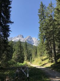 Scenic view of pine trees and mountains against clear sky