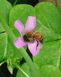 Close-up of butterfly pollinating on purple flower