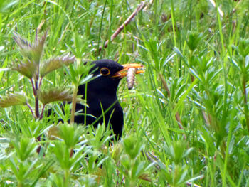 Bird in grass