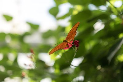 Close-up of insect on plant