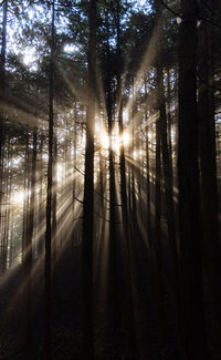 Sunlight streaming through trees in forest