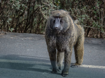 Met a new friend in the nowhere of ethiopia