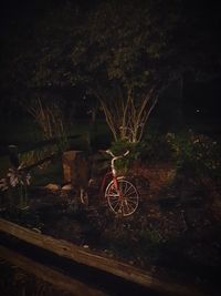 Plants against trees at night