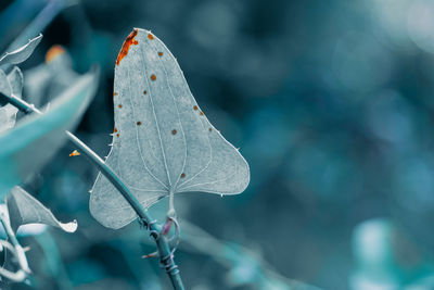 Close-up of dry leaves on plant during autumn