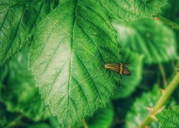 Close-up of insect on plant