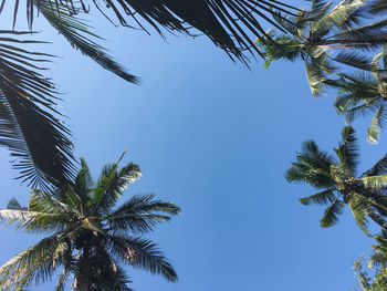 Low angle view of palm tree against clear blue sky