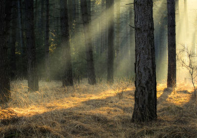 Sunlight streaming through trees on field in forest