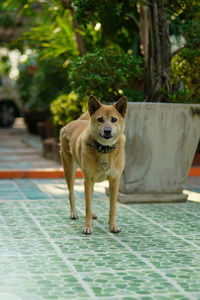 Portrait of dog standing in swimming pool