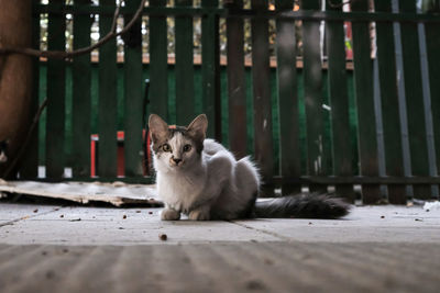 Portrait of cat sitting on railing in ankara