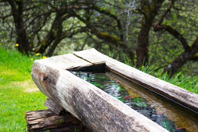 Wooden bench by tree in forest