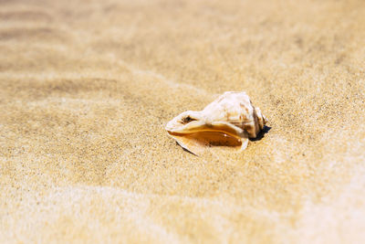 Close-up of shell on beach