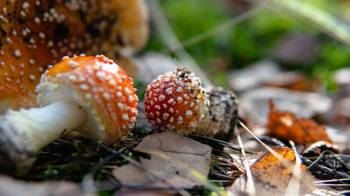 Close-up of mushroom growing on ground